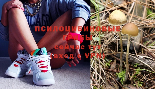 apvp Алзамай